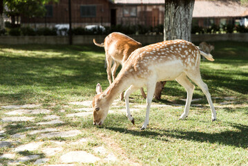 Naklejka na ściany i meble deer walks on the territory of the reserve. contact zoo. pasture for animals