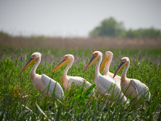 pelicans on the grass