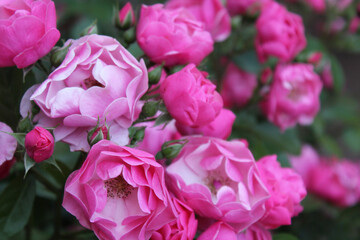 beautiful bush of pink roses
