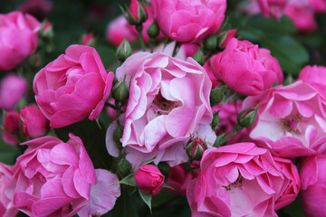 Fototapeta premium beautiful bush of pink roses