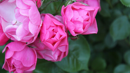 background for greeting card flowers bush of pink roses