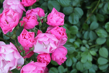 background for greeting card flowers bush of pink roses