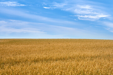 Wheat field, farming and blue sky with clouds for countryside, landscape or eco friendly background. Sustainability, growth and golden grass or grain development on empty farm in agriculture industry