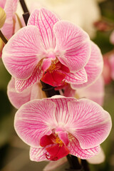 Fototapeta na wymiar Orchid Phalaenopsis. Genus of orchids known as moth orchids.