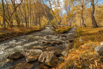 small creek in Altai Mountains, Siberia, Altai Republic, Russia