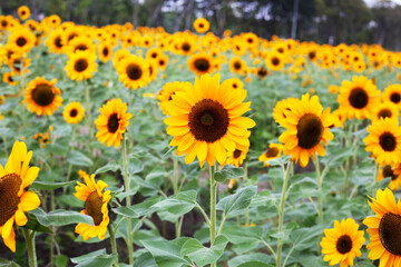 Obraz premium Sunflower field, Beautiful summer landscape.