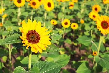 Obraz premium Sunflower field, Beautiful summer landscape.