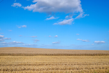 Gold wheat field on blue sky and clouds background for countryside, landscape or eco friendly farming. Sustainability, growth and grass or grain development on empty farm for agriculture industry