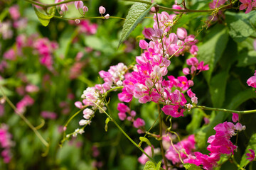 Mexican creeper, Chain of love flower, Coral vine.