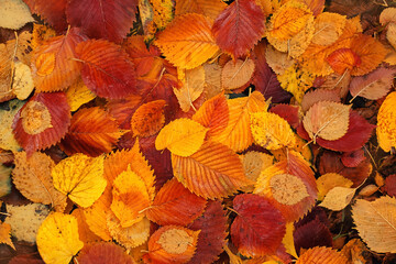 Fototapeta premium Autumn background. texture of colorful fallen trees foliage, abstract natural backdrop. beautiful harmony fall season. top view. template for design