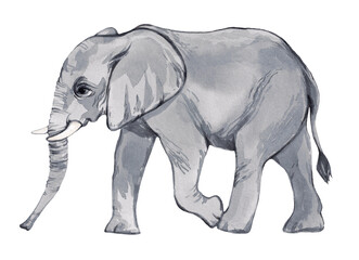 Fototapeta premium Watercolor elephant on a white background. Animal illustration of africa, tropics. Savannah wildlife cartoon zoo safari poster. Jungle decoration.