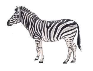 Fototapeta na wymiar Watercolor zebra isolated on white background. African animal illustration, tropics. Savannah wildlife cartoon zoo safari poster. Jungle decoration.
