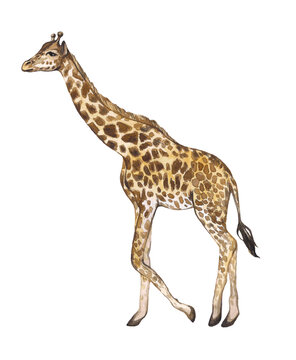 Hand drawn watercolor giraffe isolated on white background. Realistic illustration of an animal of africa, safari, tropics.