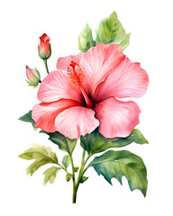 Watercolor hibiscus flower with leaves png