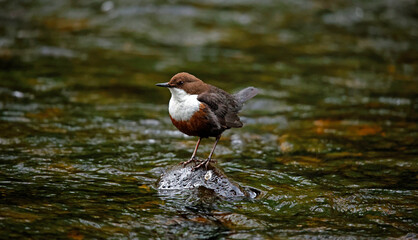 Eurasian dipper searching for food along the river