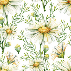 Seamless pattern with chamomile flowers. Botanical watercolor painting. Hand drawn watercolor illustration isolated on white background