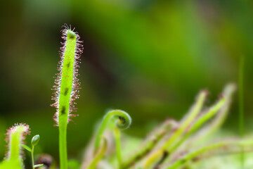 Drosera capensis Carnivorous plant. Macro view green plant, shallow depth of field, selective focus