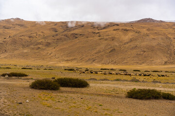 withered grass field, the mountain and cloud sky at Tso Kar lake, Beautiful scenery along the way at Ladakh, India. The Tso Kar or Tsho kar is a fluctuating salt lake