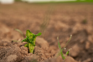 Close-up of a little green sapling in the field. he sapling, a young and vibrant seedling, represents new life and growth. Seedling is growing in soil. The concept of nature's organic processes