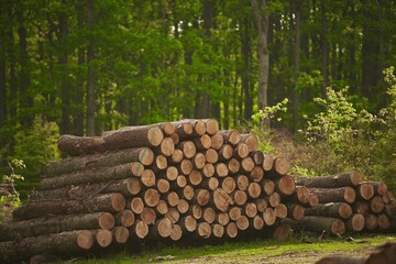 Devastating effects of deforestation. Stumps and logs of exploited pine and leaf trees.