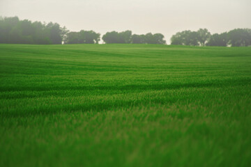 rural setting reflects the connection between nature and agriculture. green field stretches into the distance, forming the backdrop of the photo. vibrant green field in spring