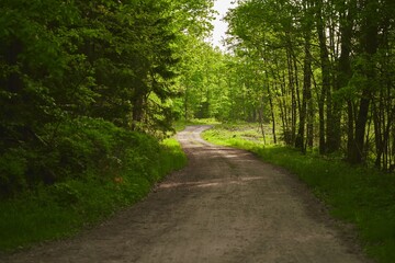 Wilderness trail through green trees in woods. The trail, a visible path through the woods, invites exploration and outdoor adventure. Surrounded by tall and majestic trees.
