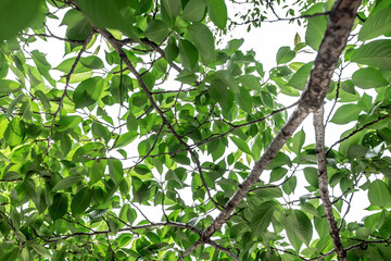 Cherry tree leaves at the beginning of the rainy season