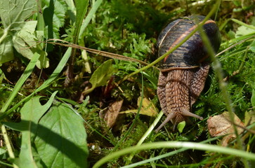 Snail passing through grass