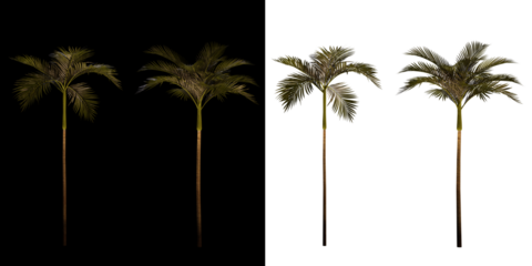 isolated 3d render palm Areca Catechu with up light in night scene, transparant and black background,best for night render visualisation, post production and compositing.