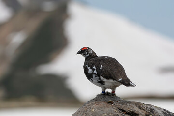 Rock Ptarmigan male keeping territory