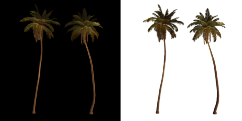 isolated 3d render palm Cocos Nucifera with up light in night scene, transparant and black background,best for night render visualisation, post production and compositing.