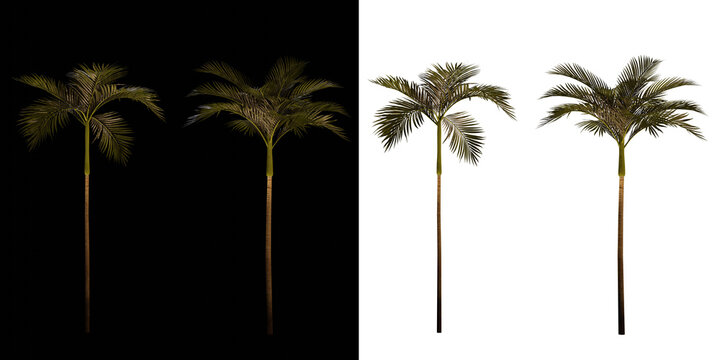 isolated 3d render palm Areca Catechu with up light in night scene, transparant and black background,best for night render visualisation, post production and compositing.