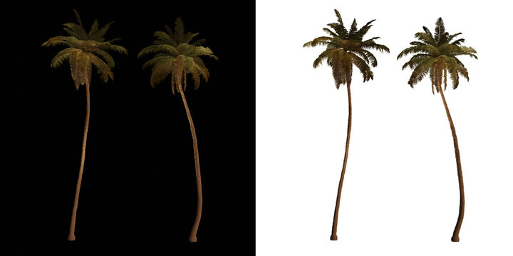 isolated 3d render palm Cocos Nucifera with up light in night scene, transparant and black background,best for night render visualisation, post production and compositing.