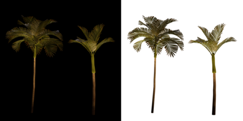 isolated 3d render palm Areca Catechu with up light in night scene, transparant and black background,best for night render visualisation, post production and compositing.