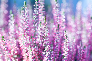 Obraz premium Blooming flowers of a wild heather plant. a field of delicate pink rose violet flowers in the rays of the sun. Macro view shallow depth of field, selective focus