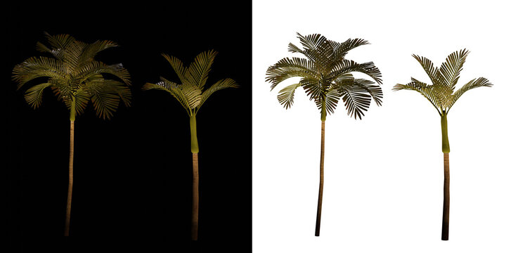 isolated 3d render palm Areca Catechu with up light in night scene, transparant and black background,best for night render visualisation, post production and compositing.