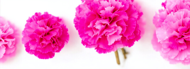 Fototapeta na wymiar Group of pink carnations on plain white background from Generative AI