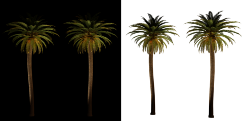 isolated 3d render palm Phoenix Canariensis with up light in night scene, transparant and black background,best for night render visualisation, post production and compositing.