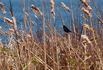 Red winged blackbird in a thicket of old dried cattails at Upper Mason Pond in Maine in the late spring.