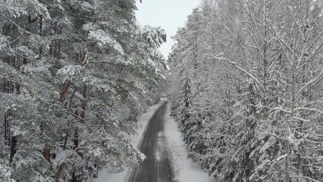 drone flight along asphalt road in magical snowy forest. between and over trees covered with snow.