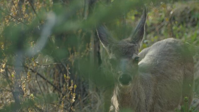 Close up of curious female mule deer in forest walking towards camera. Handheld