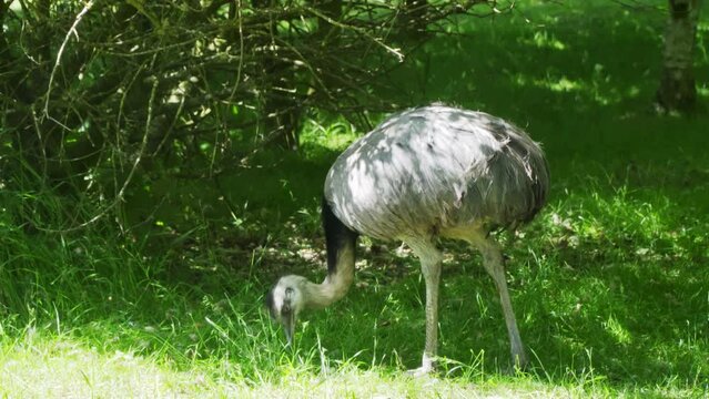 Greater rhea, rhea americana, standing in summer nature illuminated by evening sun.
