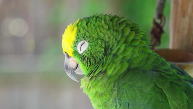 Close up of a Yellow Crowned Amazon parrot with a green head with a yellow patch on top.