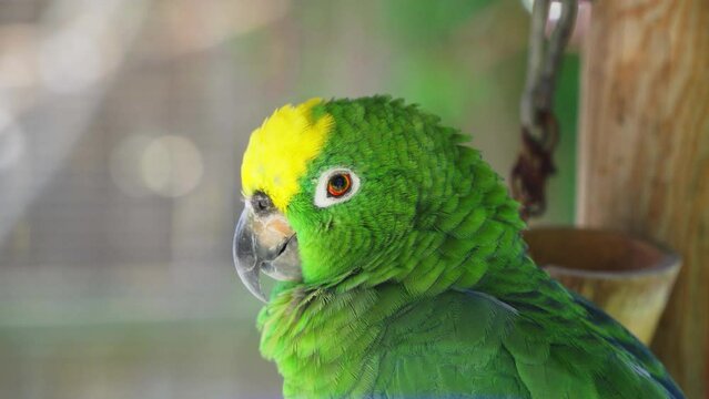 Close up of a Yellow Crowned Amazon parrot with a green head with a yellow patch on top.