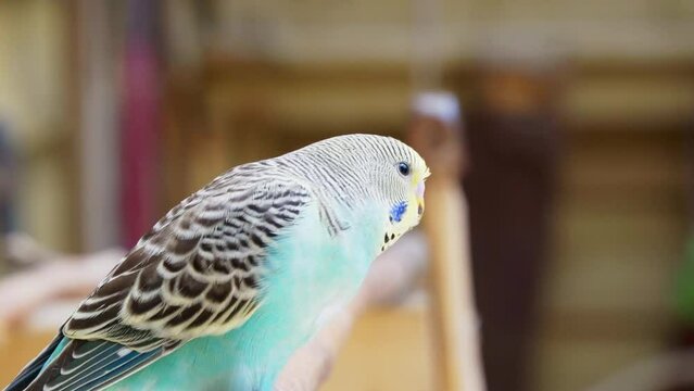 Background out of focus and a shell parrot budgie parakeet on a branch.