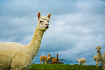 Portrait of a fluffy alpaca against stormy sky. South American camelid. Alpaca farm, New Zealand