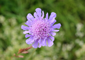 Obraz premium Tauben-Skabiose