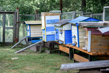 Hives in the apiary with bees flying to the landing sites, Frames of the bee hive. The beekeeper inspects the hive, the beekeeper collects honey. Colorful hives of bees in the meadow. Wooden beehives 