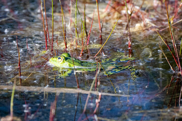 Green and black frog in the water of a lake