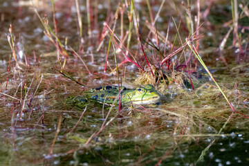 frog in the water of a lake